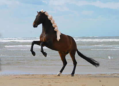 con ngựa, con ngựa prancing, con ngựa, động vật, Stallion, động vật có vú, trong nước