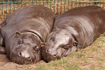 hipopótamo, jardim zoológico, hipopótamo, descanso, animal, mamífero, natureza
