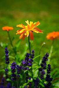 Marigold, květiny, oranžová, měsíček lékařský, zahradnictví, kompozity, hvězdnicovité