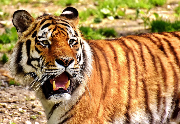 tiger, predator, fur, beautiful, dangerous, cat, wildlife photography