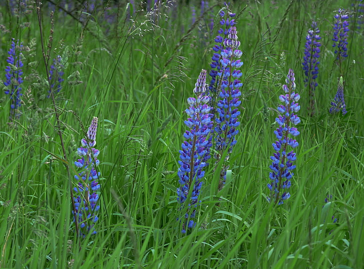 Lupin, fleurs, nature, printemps, Meadow, bleu, jardin