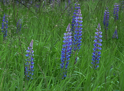 lupine, flowers, nature, spring, meadow, blue, garden