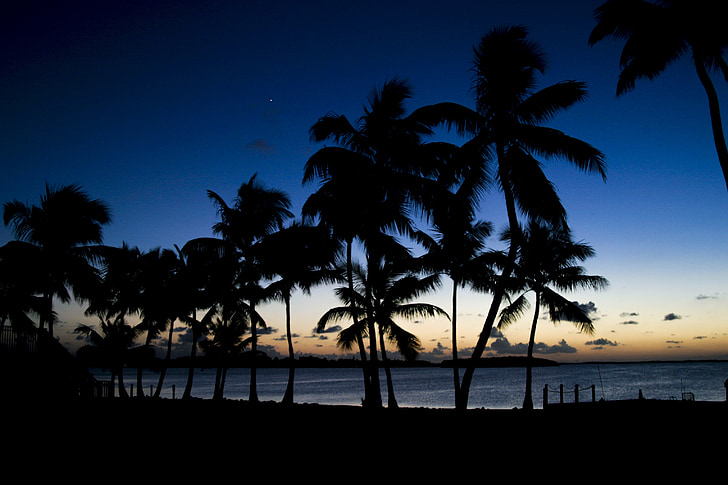 palmy, zachód słońca, palmy, Ocean, Plaża, niebo, Tropical