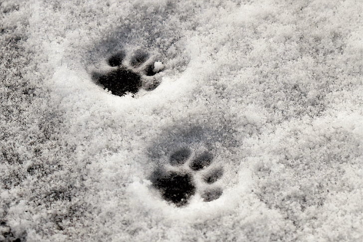 patas, pata de gato, reimpresión, nieve, carril de la nieve, invierno, rastros