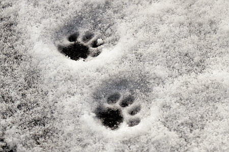 爪子, 猫的爪子, 转载, 雪, 雪车道, 冬天, 痕迹
