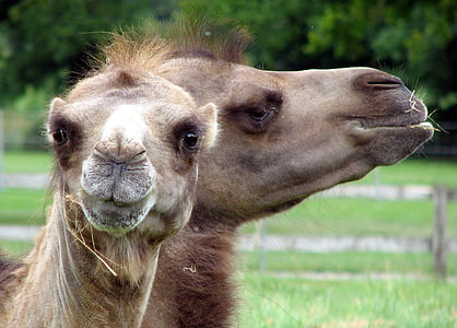 camelo, cara, animal, bonito, natureza, jardim zoológico, ao ar livre