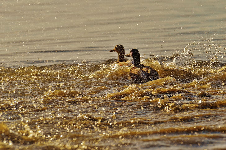 ducks, escape, tracking, riot, pair, water, lake constance