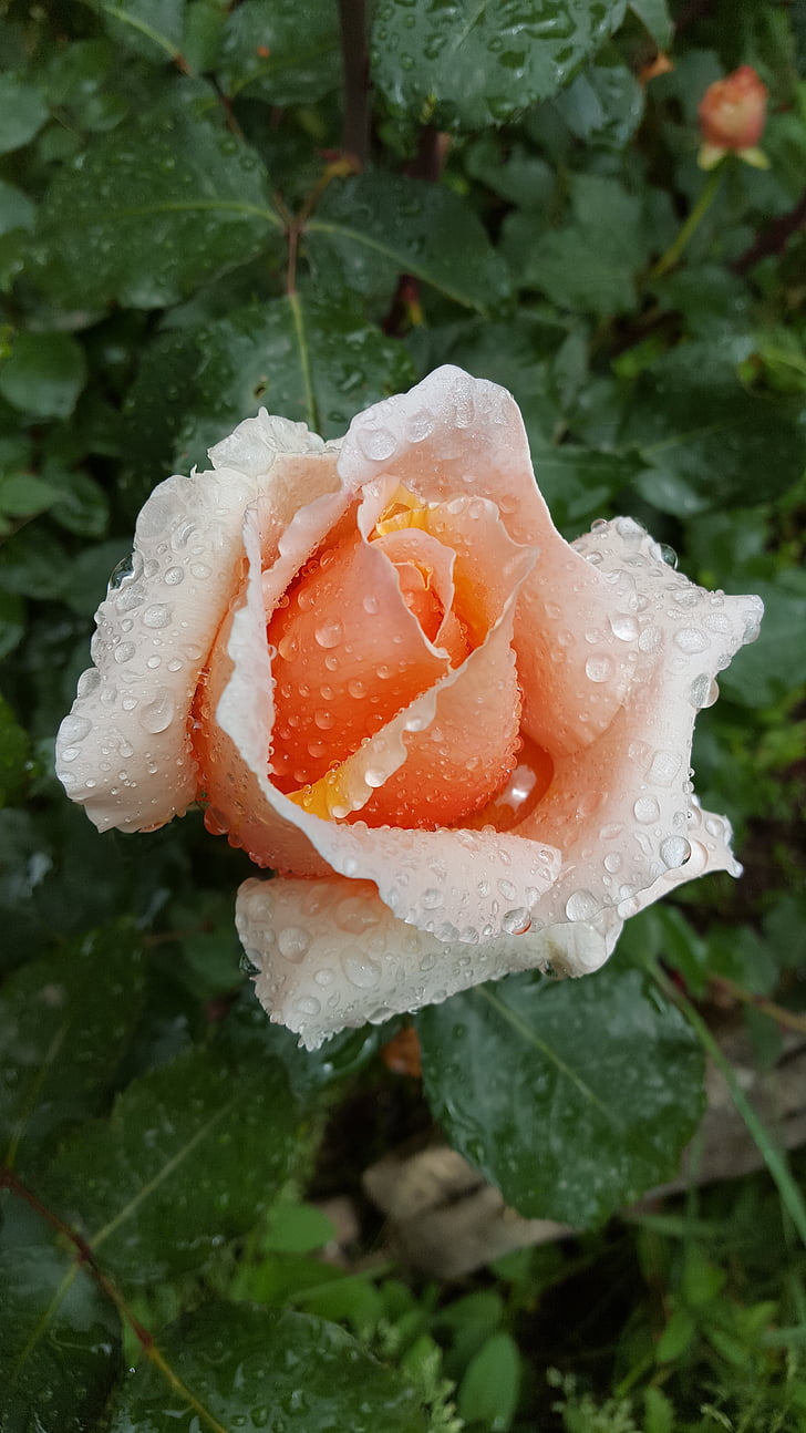 τριαντάφυλλο, βροχή, αφήστε το, φύση