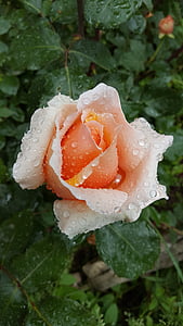 rosa, pioggia, goccia, natura