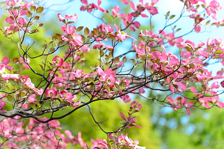landskapet, naturlig, blomster, Arboretet, anlegget, Japan, grønn