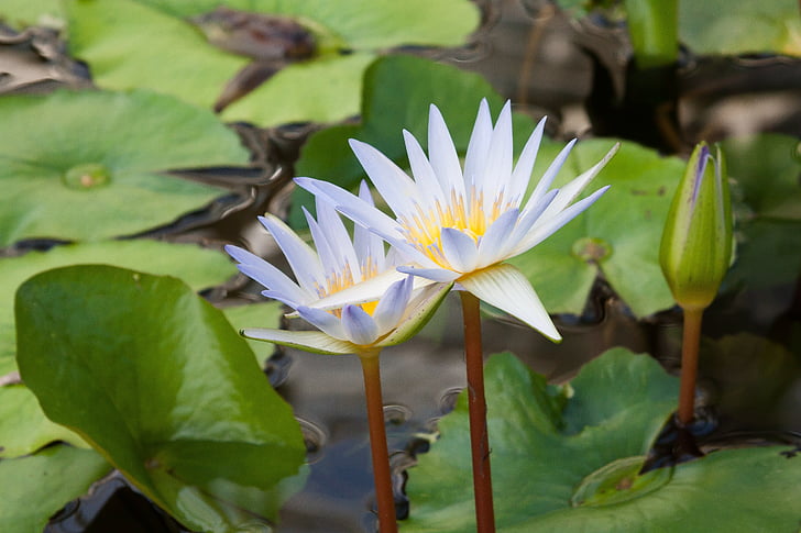 water lilies, nymphaea, lake rose, aquatic plants, petals, light blue, yellow