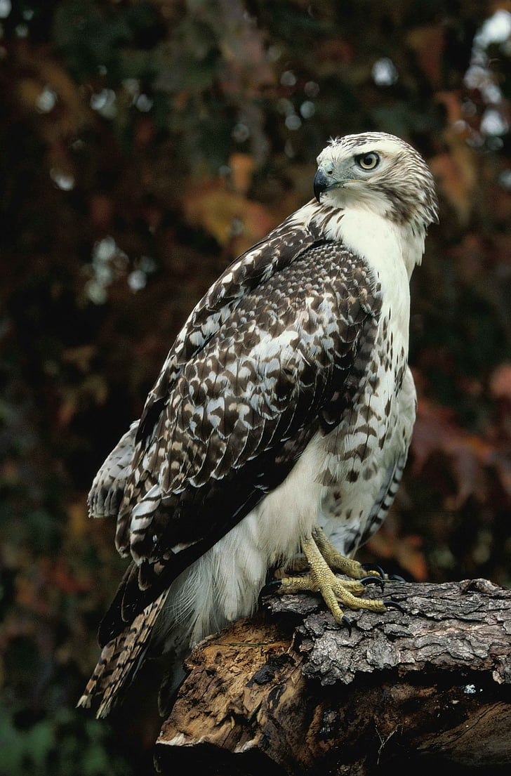 log, standing, hawk, tailed, red, falcons, hawks