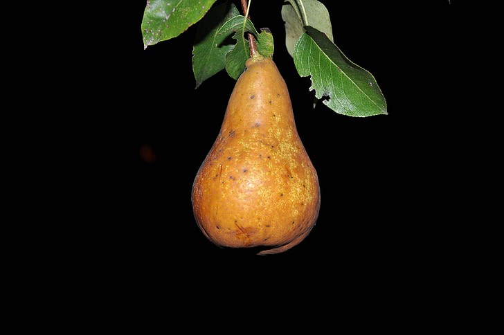 pear, summer, macro