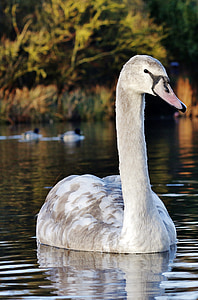 swan, white, nature, bird, lake, water, wildlife