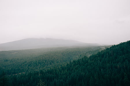 пейзаж, фотография, Грийн, дървета, планински, обхванати, мъгли