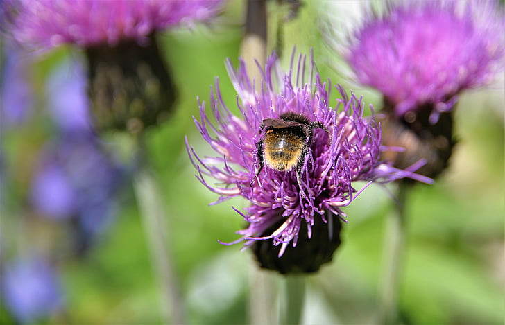 mountain bumblebee, hummel, wegdistel, close, blossom, bloom, purple