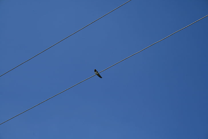 bird, sky, wire, against sky, birds, feathered race
