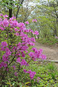 mountain, azalea, flowers, spring, bright, pink