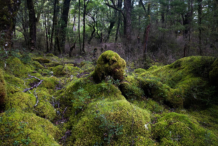 Moss, bosque, naturaleza, árbol, al aire libre, color verde, Woodland