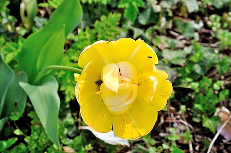 tulipán, virág, sárga, virágok, tavaszi, természet, szirom