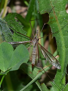 típula, Giant myg, tipúlido, underligt insekt, insekt, myg, tipulidae