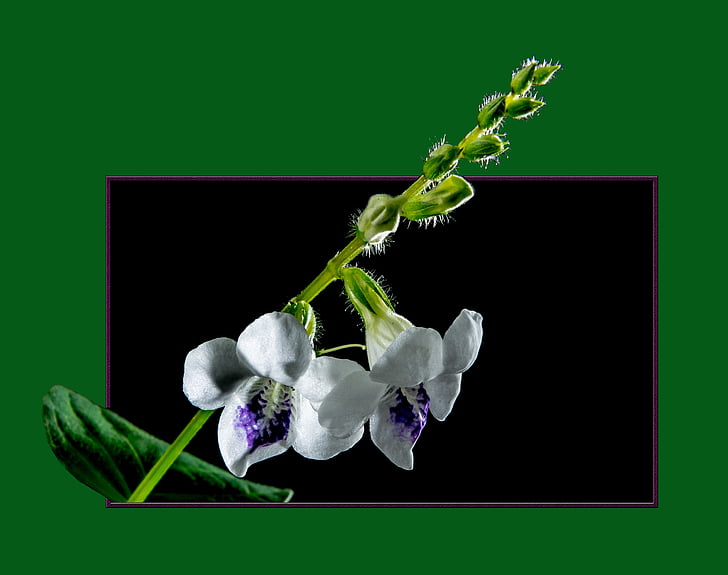 Metsik orhidee, õis, Bloom, lill, raam