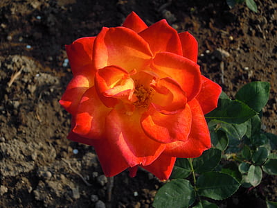 Троянда, великий червоний, Тайбей