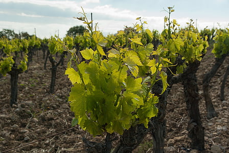 vineyard, vine, ceps, wine, winegrower, grape, agriculture