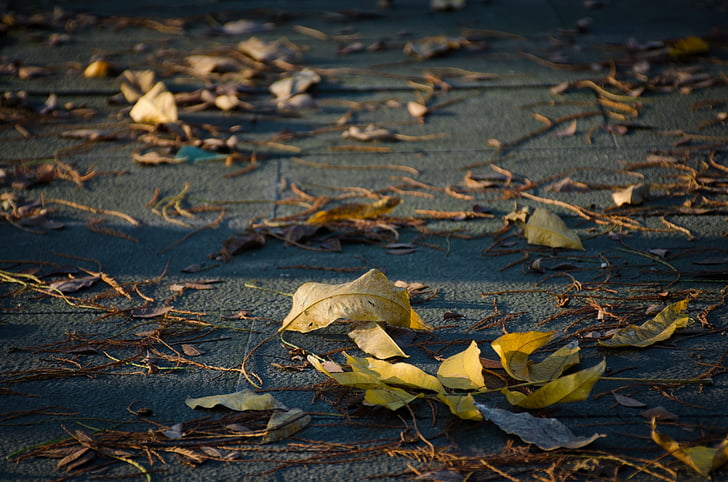 落葉, 葉, 地面, 太陽の光