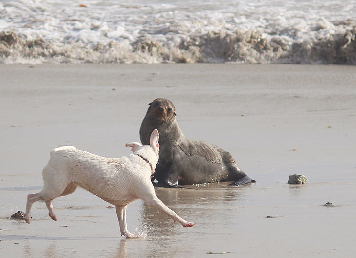 Seal, zee, hond, ontmoeting, aufeinandertraffen, strand