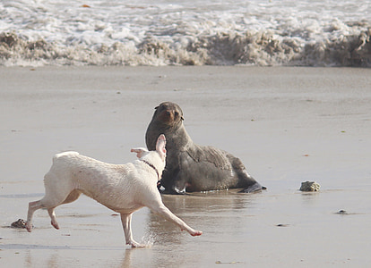 selo, mar, cão, encontro, aufeinandertraffen, praia