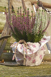 Heide, plante medicinale, erika, oală, alb, violet, violet