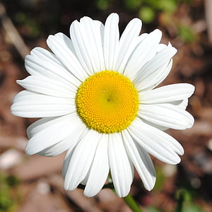 daisy, flower, spring, nature, natural, plant, white