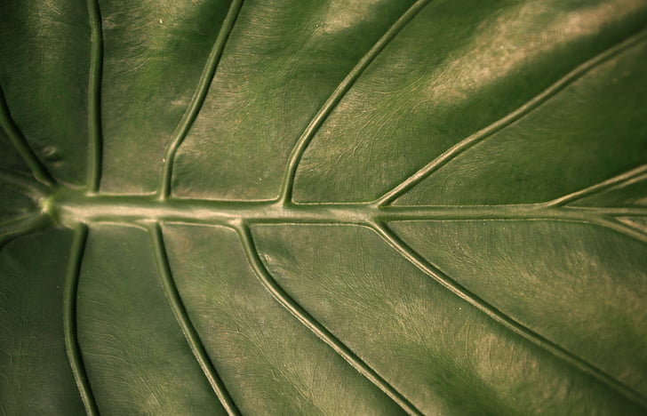 leaf, veins, nature, foliage, plant
