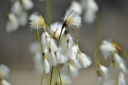 Bodensee-pantai rambut rumput, deschampsia littoralis, bunga, tanaman, blossom putih, alam, Blossom