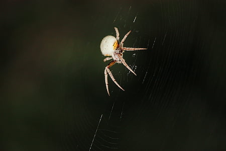 trooppinen orb spider, Spider, hyönteinen, hämähäkinverkko, yöllisen