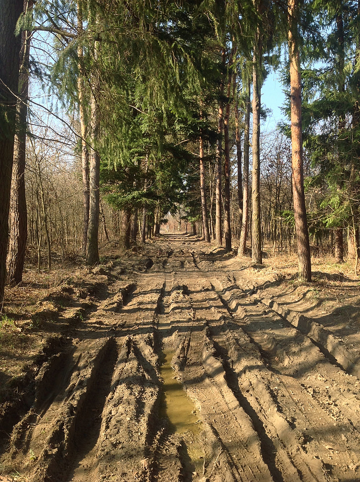 muddy road, dirt road, dusty road, forest, spring, rest, trees