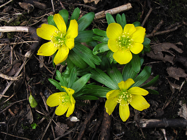 Winter-Aconitum, Grün, gelb, Anlage, Blume, Blumen
