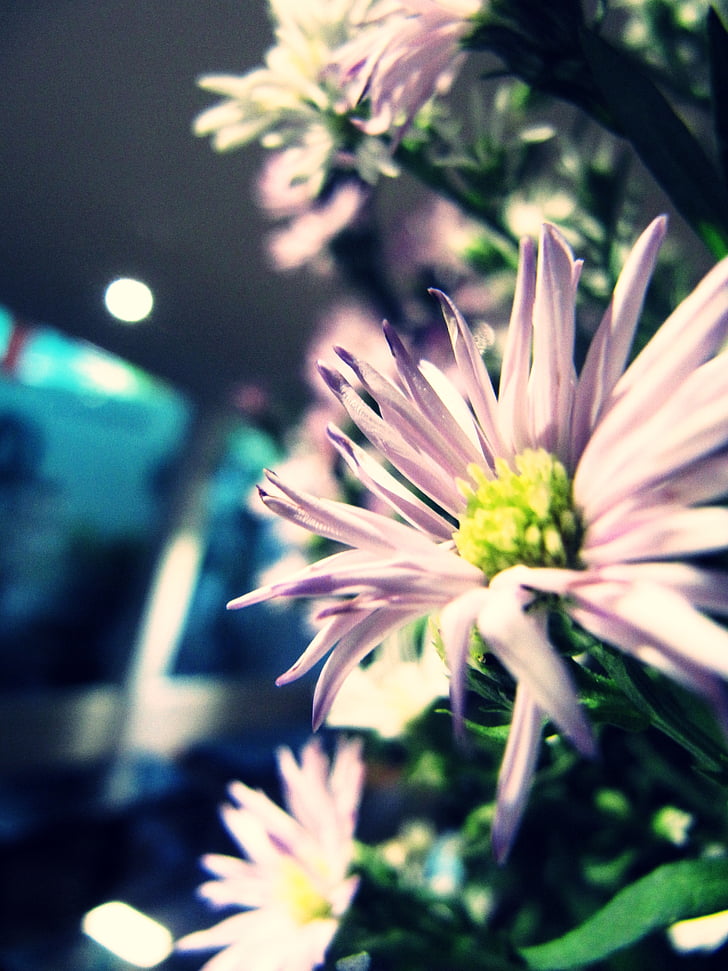 puķe, balta, augu, skaistumu, zieds, fons