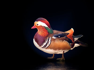 mandarin ducks, duck, animal, water bird, colorful, swim, color