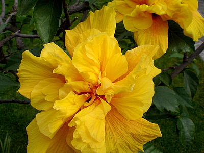 Ιβίσκος, φυτό, Ζέφυρος, λουλούδι, άνθος, άνθιση, Κίτρινο
