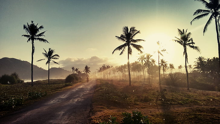 palm trees, roadway, landscape, sunset, outdoor, path, light