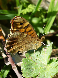Schmetterling saltacercas, margenera, Lasiommata megera, Lepidopteran