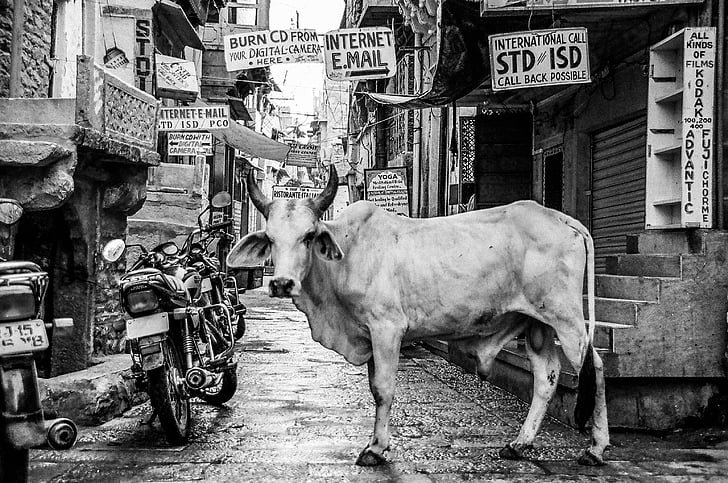 architecture, building, infrastructure, black, white, black and white, cow