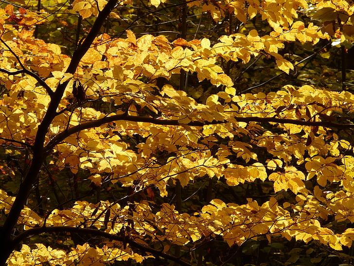 Beech, Fagus sylvatica, Fagus, skogen, gyllene höst, gyllene oktober, hösten
