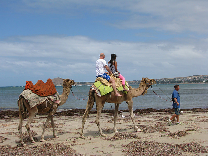 camel, travel, australia, beach, tourist