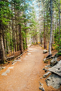 Trail, Natur, Pfad, Wald, Baum, Woodland, im freien