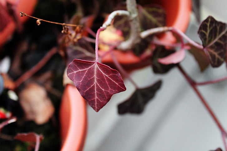 klimop, donkerrood, Ivy geranium, rood, blad, natuur, plant