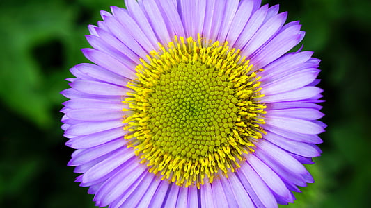 flor, flor, close-up, Margarida, flora, flor, macro
