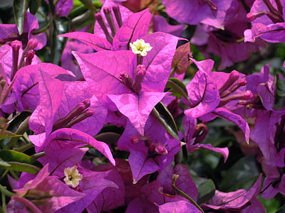 buganvílias, roxo, flor de papel, bouqainvillea
